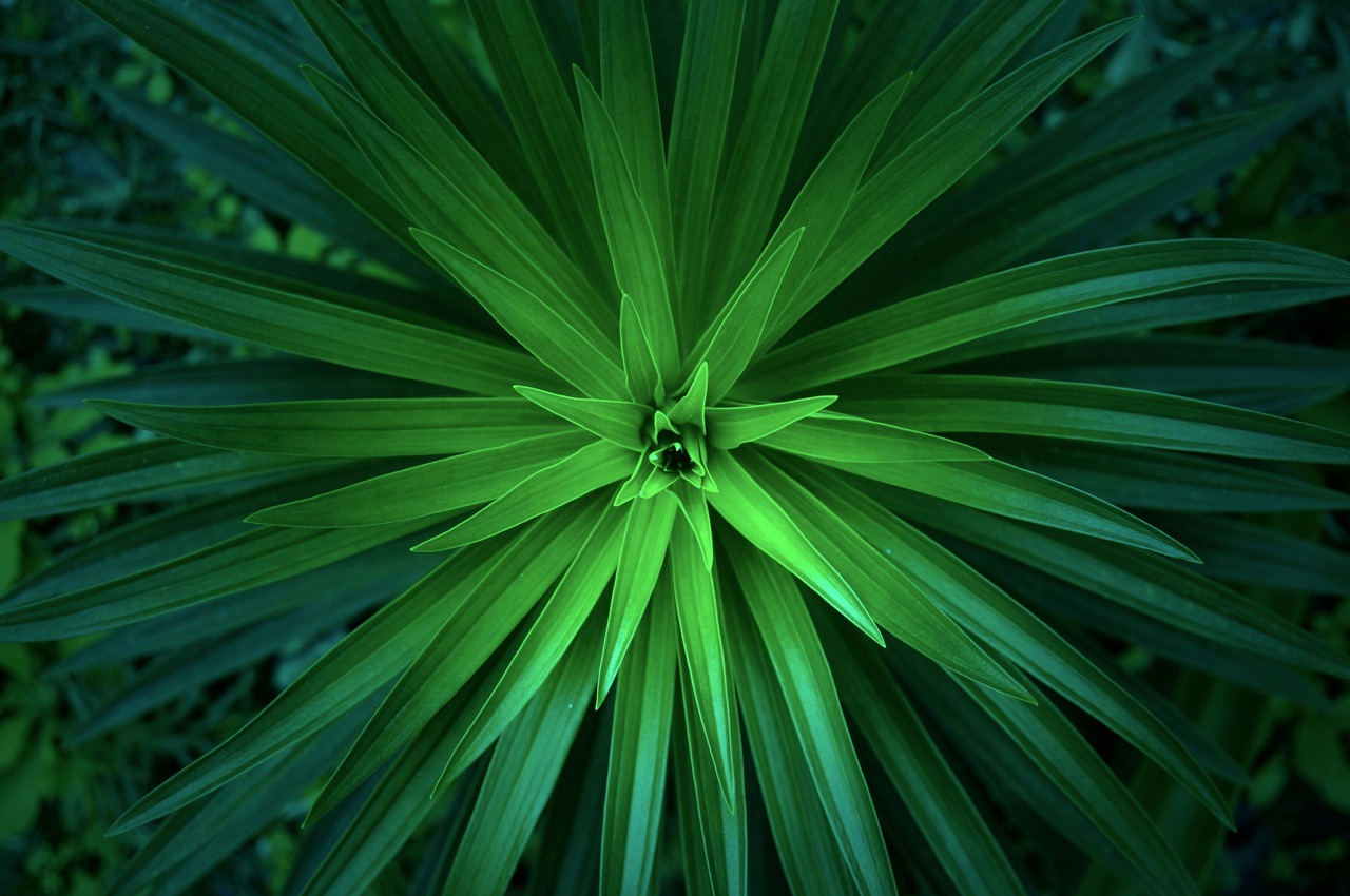 meiying-ng-4pGcV8DfD0Y-unsplash – grande